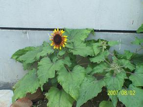 �Ĳ�ǧ����Ƶ���ж�������ʮ�˴ζ��ڻ������Ϲ���...